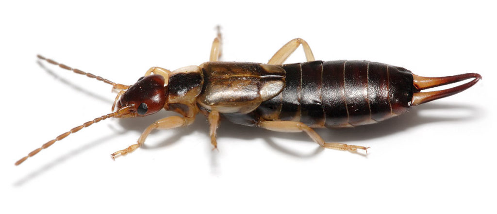 earwigs removal boulder county