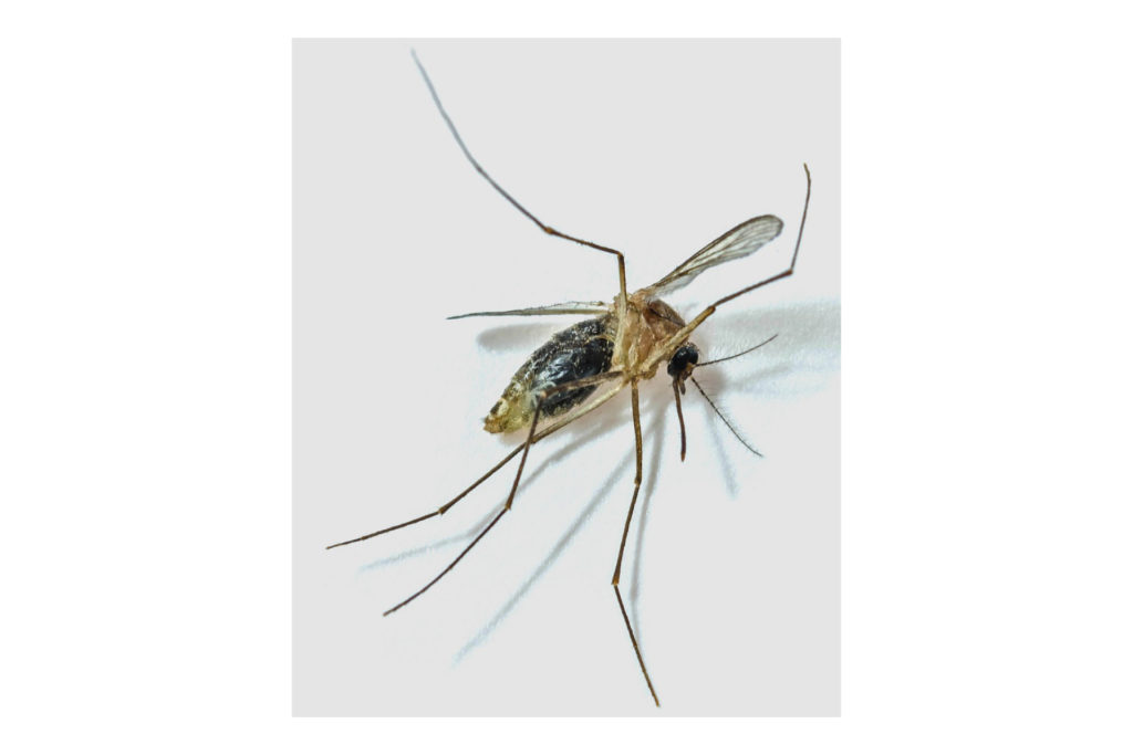 mosquito removal boulder county