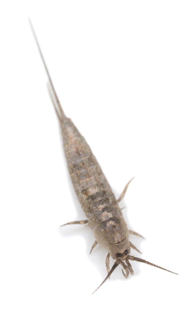 silverfish removal boulder county