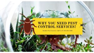 5 Reasons Why Everyone Needs Pest Control Services in Boulder County