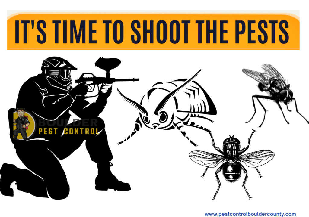 Varieties of Pests Occurring in Colorado Boulder Pest Control Blog