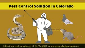 Pest Control Solution for Pigeons, Gopher Snakes, Centipedes, and Voles in Colorado