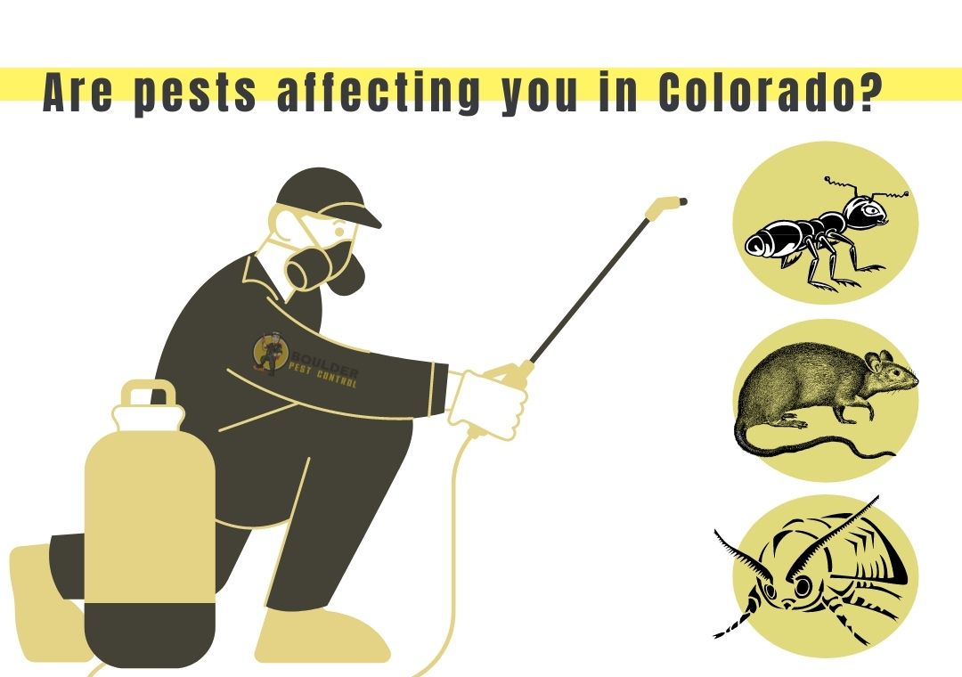 Varieties of Pests Occurring in Colorado