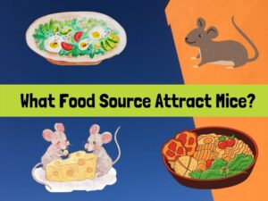 What Does Mice Eat? All You Need to Know