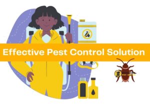 Effective Pest Control Solution in Boulder County