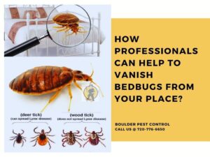 How Do Professionals Pest Control Exterminators Kill Bedbugs